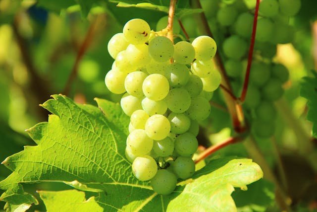 Champagne vs. Sparkling Wine: The Differences